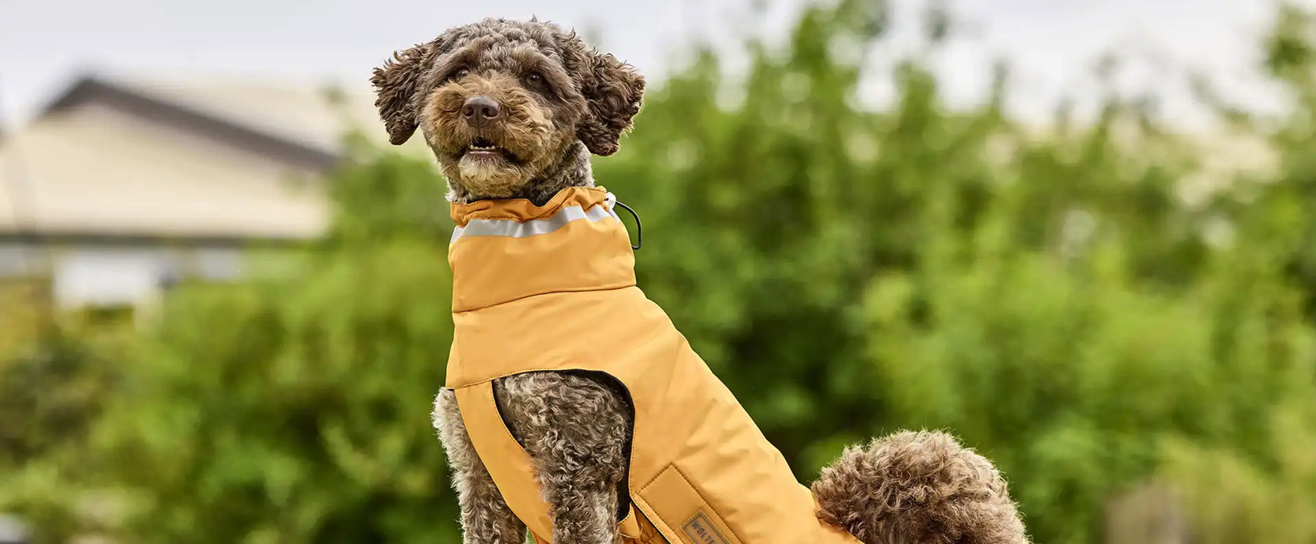 Pet Supplies Store -Pet Supplies Store 1