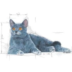 Royal Canin Instinctive 7+ In Gravy 7 Royal Canin Instinctive 7+ In Gravy -Pet Supplies Store 113466 oralmature 1