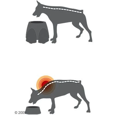 Savic Ergo Feeder Doggy Bar 9 Savic Ergo Feeder Doggy Bar - Image 7