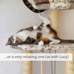 Kater Kasimir Catnip 12 Kater Kasimir Catnip -Pet Supplies Store 144896 asaquaristik kater kasimir katzenminze cat 60g hs 05 4