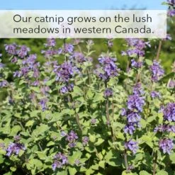 Kater Kasimir Catnip 13 Kater Kasimir Catnip -Pet Supplies Store 144896 asaquaristik kater kasimir katzenminze cat 60g hs 07 2