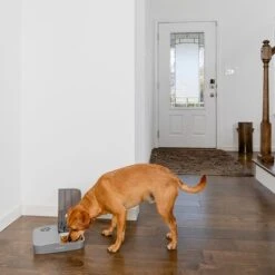 PetSafe® Automatic 2 Meal Pet Feeder 16 PetSafe® Automatic 2 Meal Pet Feeder -Pet Supplies Store 145997 rasiosystems petsafe futterautomat 2mahlzeiten catdog 2x355xml hs 09 6