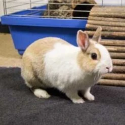 Bunny Bedding - Easy 13 Bunny Bedding - Easy -Pet Supplies Store 163401 bunny bedding easy hs3 2