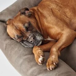 Hunter Bologna Dog Sofa - Stone -Pet Supplies Store 163796 hunter hundesofa bologna stein dog 90x70cm hs 05 6