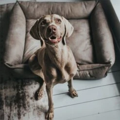 Hunter Bologna Dog Sofa - Stone -Pet Supplies Store 163796 hunter hundesofa bologna stein dog 90x70cm hs 10 4