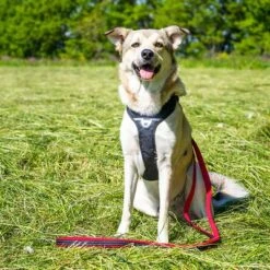 Petlando Pawz & Pepper Strong Dog Harness – Red/Black -Pet Supplies Store 174596 174696 petlando fuhrleinestrong rot 230cm hs 08 6