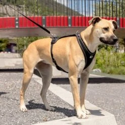 Curli Belka Comfort Harness - Black -Pet Supplies Store 176034 curli belka comfort geschirr schwarz hs 09 6