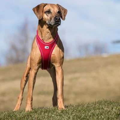Curli Belka Comfort Harness - Red 4 Curli Belka Comfort Harness - Red - Image 2