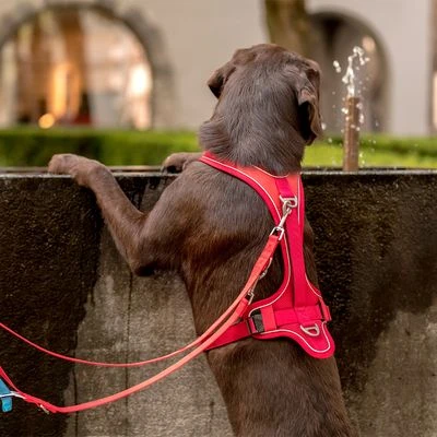 Curli Belka Comfort Harness - Red 5 Curli Belka Comfort Harness - Red - Image 3