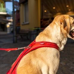 Curli Belka Comfort Harness - Red 16 Curli Belka Comfort Harness - Red -Pet Supplies Store 177196 curli belka comfort geschirr rot hs 11 1