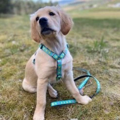 Max & Molly Ducklings Short Lead -Pet Supplies Store 190096 maxnmolly kurzleine ducklings hs 04 0