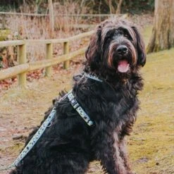 Max & Molly Black Sheep Multifunctional Dog Lead 14 Max & Molly Black Sheep Multifunctional Dog Lead -Pet Supplies Store 190402 190403 190404 maxnmolly multifunktionsleine blacksheep hs 03 7