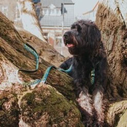 Max & Molly Black Sheep H-Harness -Pet Supplies Store 190405 190406 190407 maxnmolly hg eschirr blacksheep hs 04 5