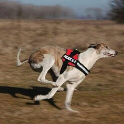 Julius K9 Power Harness - Red -Pet Supplies Store 191822 trixie powergeschir2 1