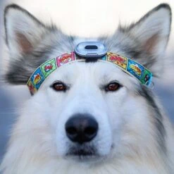 Max & Molly Matrix Ultra LED Safety Light -Pet Supplies Store 196796 maxnmolly matrix ultraled safetylight black hs 04 8