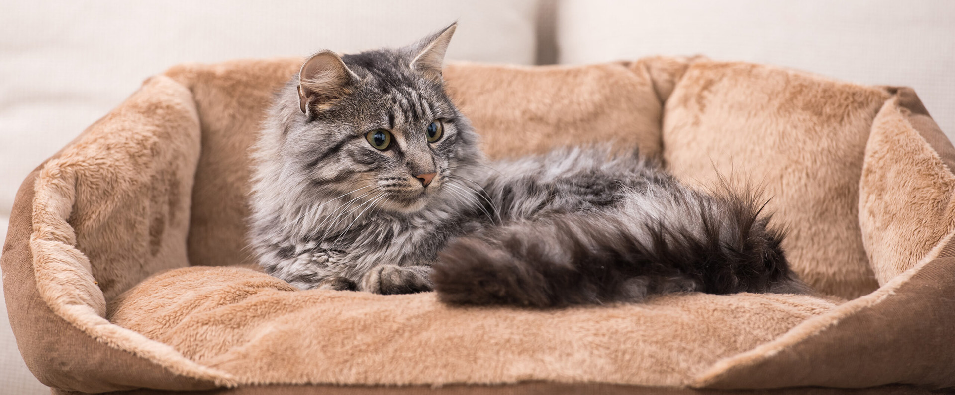 Pet Supplies Store -Pet Supplies Store 2