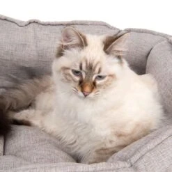 Batumi Cat Bed 13 Batumi Cat Bed -Pet Supplies Store 203335 batumi und katze fg 9812 0