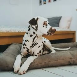 HUNTER Bologna Dog Bed - Stone -Pet Supplies Store 212954 212955 hunter hundebett bologna stein hs 07 0