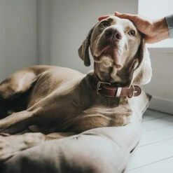 HUNTER Bologna Dog Bed - Stone -Pet Supplies Store 212954 212955 hunter hundebett bologna stein hs 08 0