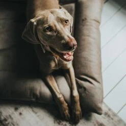 HUNTER Bologna Dog Bed - Stone -Pet Supplies Store 212954 212955 hunter hundebett bologna stein hs 09 5