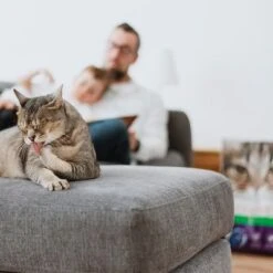 Intersand Classic Pine Forest Scented Cat Litter -Pet Supplies Store 248818 intersand classic katzenstreu pinienwald hs 06 9