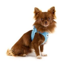 Curli Vest Harness Clasp Air-Mesh, Sky Blue -Pet Supplies Store 267596 267597 267598 267308 curli vest geschirr clasp airmesh himmelblau hs 03 1