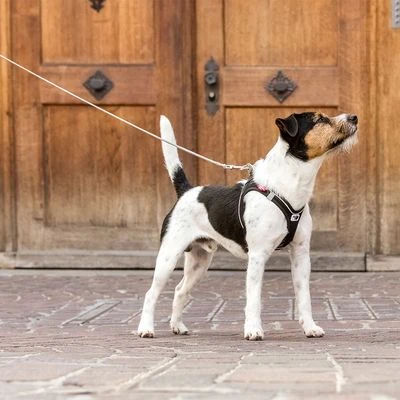 Curli Ultra Strong Pocket Leash 7 Curli Ultra Strong Pocket Leash - Image 5