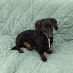 Modern Living Dog Blanket Victoria -Pet Supplies Store 318002 decke victoria fg 6050 2