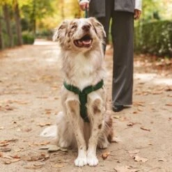 Nomad Tales Blush Harness - Emerald 13 Nomad Tales Blush Harness - Emerald -Pet Supplies Store 323020 nomad tales blush geschirr emerald 05 7