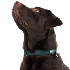 Nomad Tales Blush Necklace, Emerald -Pet Supplies Store 324698 blush l fg 7159 0