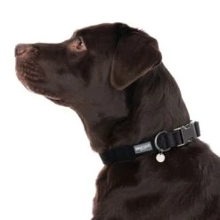 Nomad Tales Blush Collar, Ebony -Pet Supplies Store 324704 blush l fg 7230 5