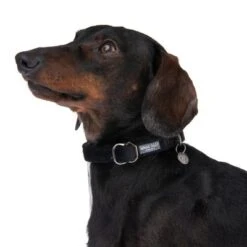 Nomad Tales Blush Collar, Ebony -Pet Supplies Store 324897 blush s fg 7031 5