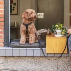 Nomad Tales Blush Dog Leash, Ebony -Pet Supplies Store 325396 325397 nomadtales blush hundeleine ebony hs 02 5