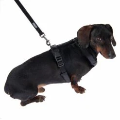 Nomad Tales Blush Dog Leash, Ebony -Pet Supplies Store 325401 325396 blush s fg 6963 9