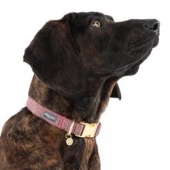 Nomad Tales Calma Collar, Burgundy -Pet Supplies Store 325904 calma l burgundy fg 7947 8
