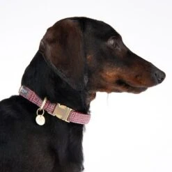 Nomad Tales Calma Collar, Burgundy -Pet Supplies Store 326204 calma m fg 7339 4