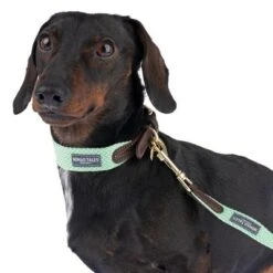Nomad Tales Bloom Leash, Mint 14 Nomad Tales Bloom Leash, Mint -Pet Supplies Store 326798 328198 bloom xs fg 7403 3