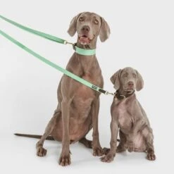 Nomad Tales Bloom Leash, Mint 12 Nomad Tales Bloom Leash, Mint -Pet Supplies Store 326798 nomad tales bloom halsband mint 02 9