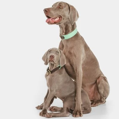 Nomad Tales Bloom Collar, Mint 4 Nomad Tales Bloom Collar, Mint - Image 2