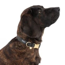 Nomad Tales Calma Collar, Ebony -Pet Supplies Store 326805 calma l ebony fg 7924 8