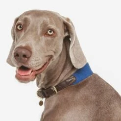 Nomad Tales Bloom Necklace, Sapphire -Pet Supplies Store 327096 nomad tales bloom halsband sapphire 02 2