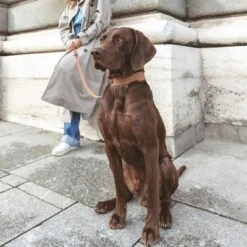 Nomad Tales Bloom Leash, Caramel -Pet Supplies Store 328202 328296 nt bloom leine caramel 0