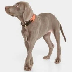 Nomad Tales Bloom Collar, Coral -Pet Supplies Store 328396 nomad tales halsband bloom coral 02 9 1