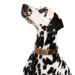 Nomad Tales Bloom Collar, Caramel 17 Nomad Tales Bloom Collar, Caramel -Pet Supplies Store 328398 bloom l fg 7612 3