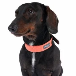 Nomad Tales Bloom Collar, Coral -Pet Supplies Store 328496 bloom xs fg 7413 2 1