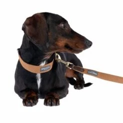 Nomad Tales Bloom Leash, Caramel -Pet Supplies Store 328697 328202 bloom xs fg 7393 5