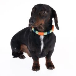 Nomad Tales Spirit Collar, Tangerine -Pet Supplies Store 328796 spirit xs fg 7642 9