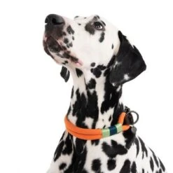 Nomad Tales Spirit Collar, Tangerine -Pet Supplies Store 328997 spirit l fg 7427 6