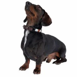 Nomad Tales Spirit Collar, Ebony -Pet Supplies Store 329001 spirit xs fg 7711 1