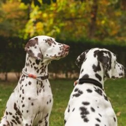 Nomad Tales Spirit Collar, Ebony -Pet Supplies Store 329197 nomad tales spirit halsband stone 02 7